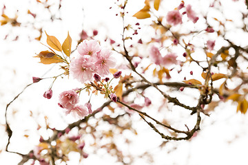 Image showing pink cherry blossom