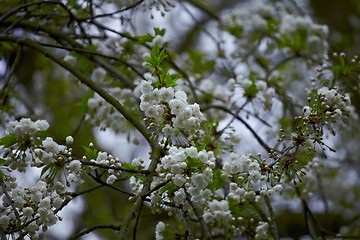 Image showing Blossom tree