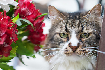 Image showing Cat with flowers