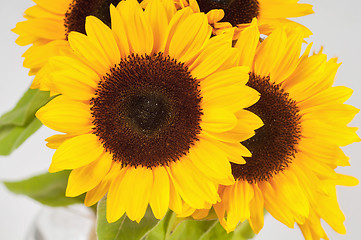 Image showing Sunflowers in a glass vase