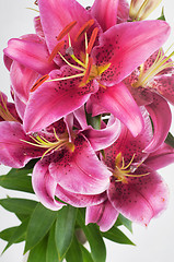 Image showing Lily in vase