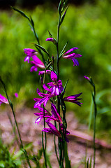 Image showing purple delicate flowers - Beautiful blue flowers campanula. macr