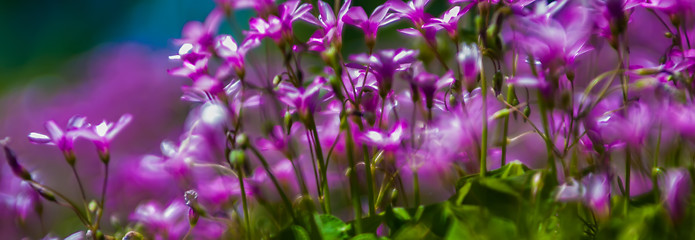 Image showing abstract Blurry pink flower background for backgrounds