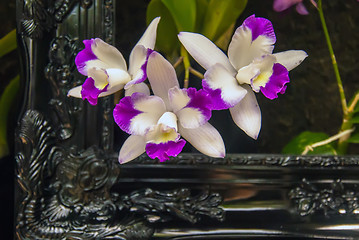 Image showing orchid flowers growing through old wooden picture frame