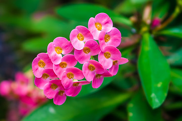 Image showing Thorny Succulent with pink Blooming mini flowers