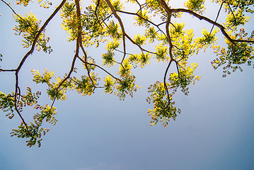 Image showing Branches of acacia trees with leaves on the background of the sk