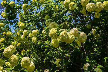 Image showing Viburnum opulus Compactum bush with white flowers (selective foc