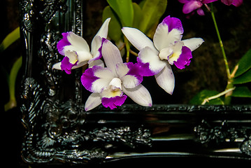 Image showing orchid flowers growing through old wooden picture frame