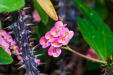 Image showing Thorny Succulent with pink Blooming mini flowers