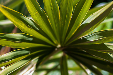 Image showing Close up photo of green palm tree leaf