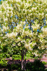 Image showing White, fleecy blooms  hang on the branches of fringe tree