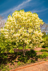 Image showing White, fleecy blooms  hang on the branches of fringe tree