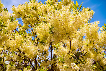 Image showing White, fleecy blooms  hang on the branches of fringe tree