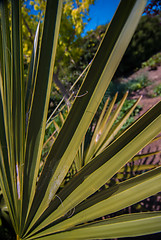 Image showing Close up photo of green palm tree leaf