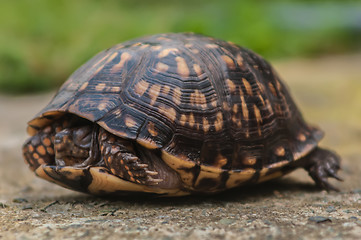 Image showing turtle walking slowly across concrete paving
