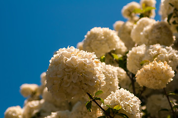 Image showing Viburnum opulus Compactum bush with white flowers (selective foc