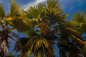 Image showing Tropical forest, palm trees in sunlight