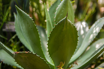 Image showing aloe vera cactus succulent plant indoor in summer