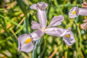 Image showing Beautiful white irises on green background