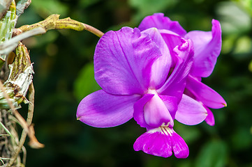 Image showing Beautiful purple orchid - phalaenopsis