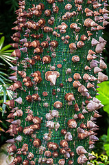 Image showing Tropical tree trunk with sharp thorns