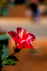 Image showing Hibiscus Flower. Shallow DOF
