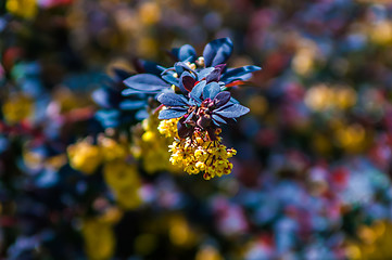 Image showing prickly brown bush with yellow flowers clusters