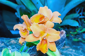 Image showing orange orchid cattleya close up