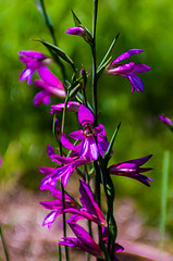 Image showing purple delicate flowers - Beautiful blue flowers campanula. macr