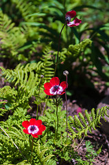 Image showing closeup of red poppies outside in the garden
