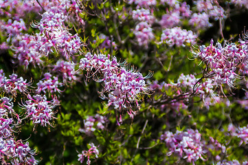 Image showing Blooming Azalea (Rhododendron) in the traditional botanical gard