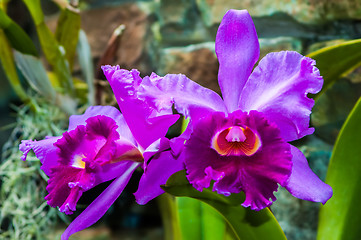 Image showing Beautiful purple orchid - phalaenopsis