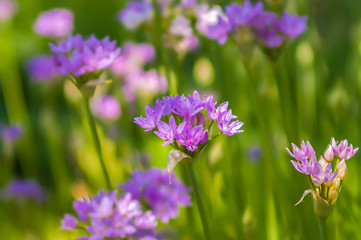 Image showing summer wildflowers on a field and meadows