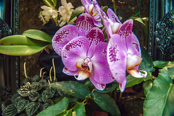 Image showing orchid flowers growing through old wooden picture frame