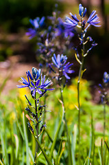 Image showing purple delicate flowers - Beautiful blue flowers campanula. macr