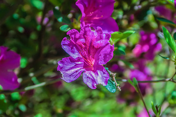 Image showing Blooming Pink Rhododendron (Azalea)  close-up, selective focus