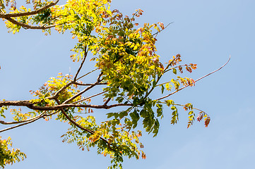 Image showing Branches of acacia trees with leaves on the background of the sk