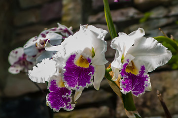 Image showing beautiful white orchids flower bloom