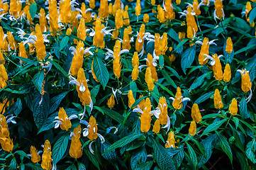 Image showing Blossoming Pachystachys lutea close-up