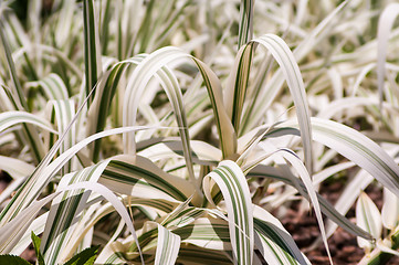 Image showing white ornamental grass growing in botanical garden