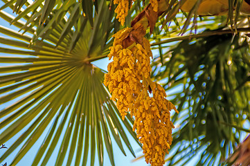 Image showing Close up photo of green palm tree leaf