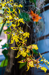 Image showing leopard mini orchids blooming
