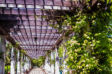 Image showing Garden Lattice walkway with stone pavers and vine flowers throug