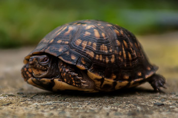 Image showing turtle walking slowly across concrete paving