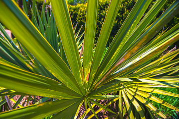 Image showing Close up photo of green palm tree leaf