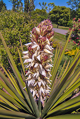 Image showing palm tree blossom blooming in spring