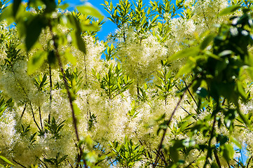 Image showing White, fleecy blooms  hang on the branches of fringe tree