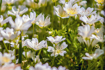 Image showing summer wildflowers on a field and meadows