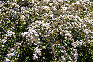 Image showing Spiraea blossoms white flowers