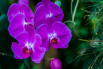 Image showing Beautiful purple orchid - phalaenopsis